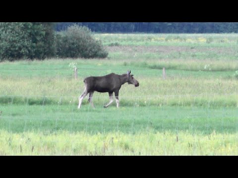Ramus briedis vaikštinėja šalia greitkelio Panevėžys - Vilnius
