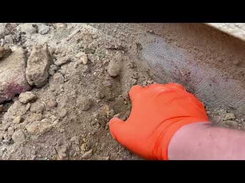 Digging for Ants in Oakhurst, NJ