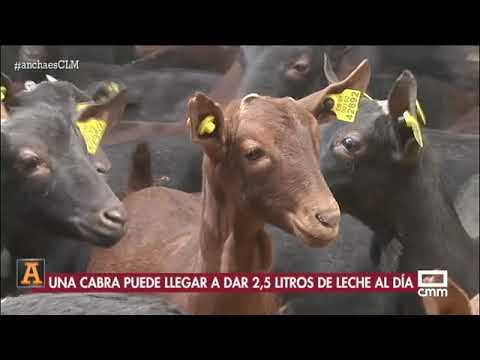 , title : 'En esta granja de cabras es época de partos | Ancha es Castilla-La Mancha - CMM'