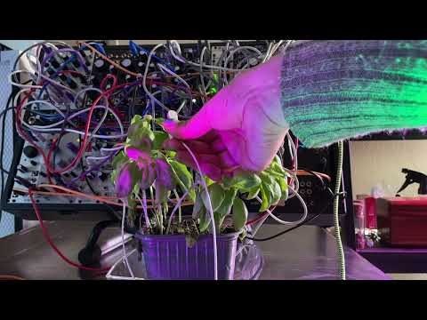 Five Minutes Of Basil Playing Eurorack Modular Synth, this one SLAPS. Watch this plant music video