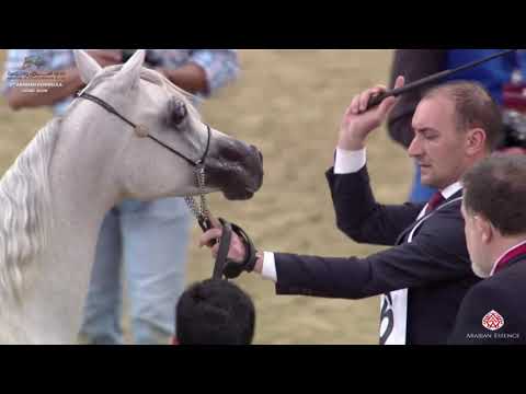 N 16 YAMAMA AL NASSER   10th Qatar International Arabian Peninsula Horse Show 2020   Yearling Fillie