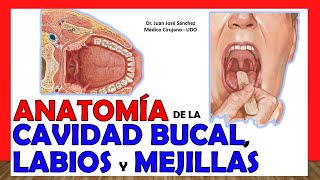 🥇 ORAL CAVITY, LIPS and CHEEKS. -Anatomy- Simple Explanation!