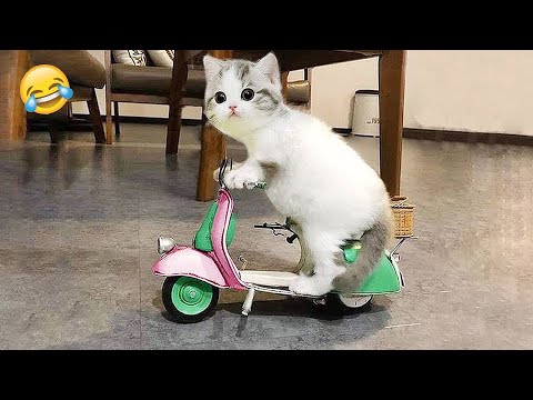 Try Not To Laugh 🤣 Best Funny Cats and Dogs Videos 2026 😹🐶 Part 9