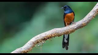 Download lagu suara Kicau Burung Murai Batu Gacor Juara mp3 Download lagu suara Kicau Burung Murai Batu Gacor Juara mp3