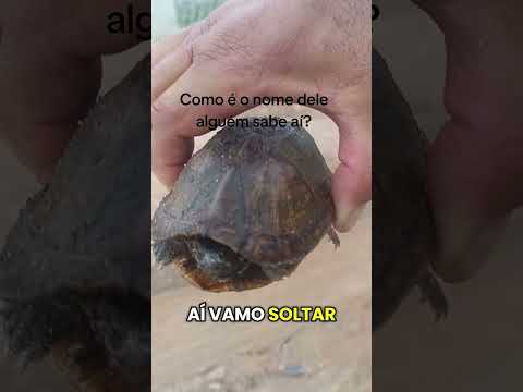 Itapetim sítio Mucambo estrada que dá acesso a Desterro PB