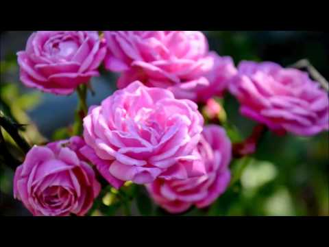 தென்றல் நறுமணம் வீசும் -Thentral narumanam veesum - tamil sufi song