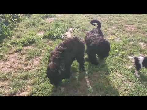 Schwarzer Russischer Terrier Welpe kaufen