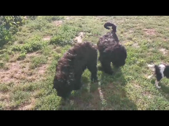 Ruso Negro Terrier cachorro en venta