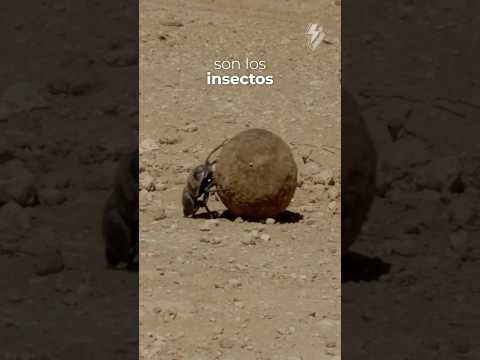 THE STRONGEST INSECT IN THE WORLD 🤔🪲 #shorts