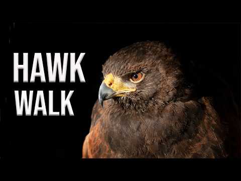 My Hawk Follows me everywhere | SMJ Falconry