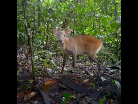 Amazing wildlife caught on camera