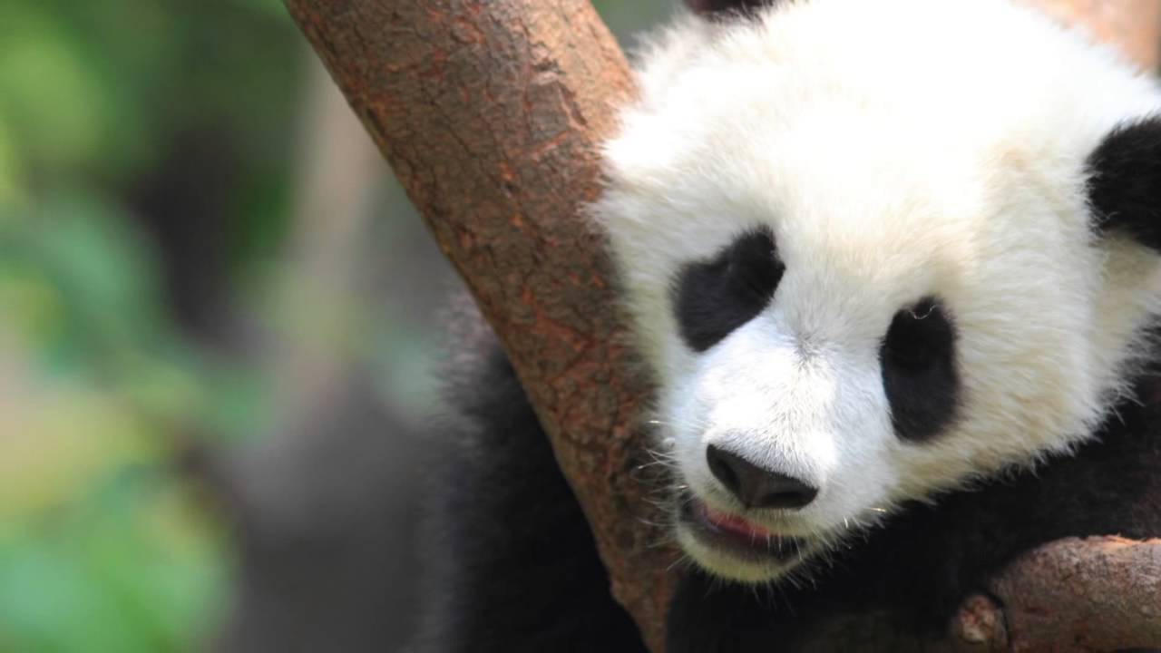 Resultado de imagen para Parque Nacional Giant Panda
