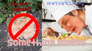 How to Cook Baffangoule! Family Recipe 
