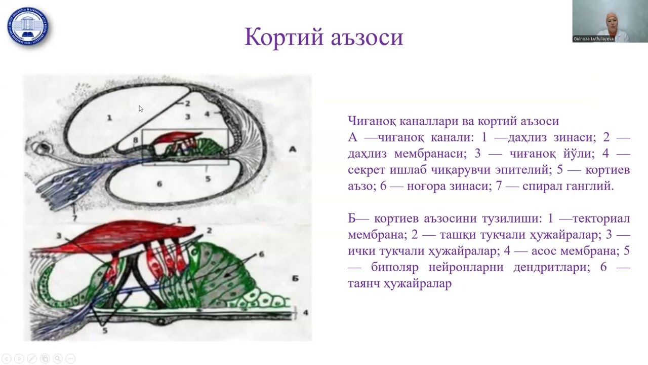 Eshitish analizatori