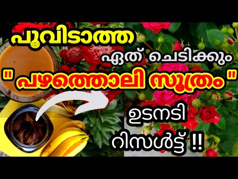 Best Flowering Booster For All Plants/Secret Fertilizer for More Flowers/Organic homemade fertilizer