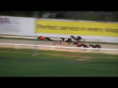 2017 WILLIAM HILL PUPPY PLATE - HEAT 2 - T5 PRIZW FIGHTER