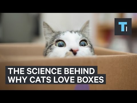 YouTube video about: What is the maximum number of cats you can put in a box?