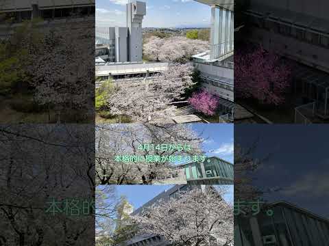 生命医工学科 新入生オリエンテーション進行中です。 #桐蔭横浜大学 #医用工学部 #生命医工学科 #臨床工学科 #臨床検査技師 #臨床工学技士 #桜 #shorts