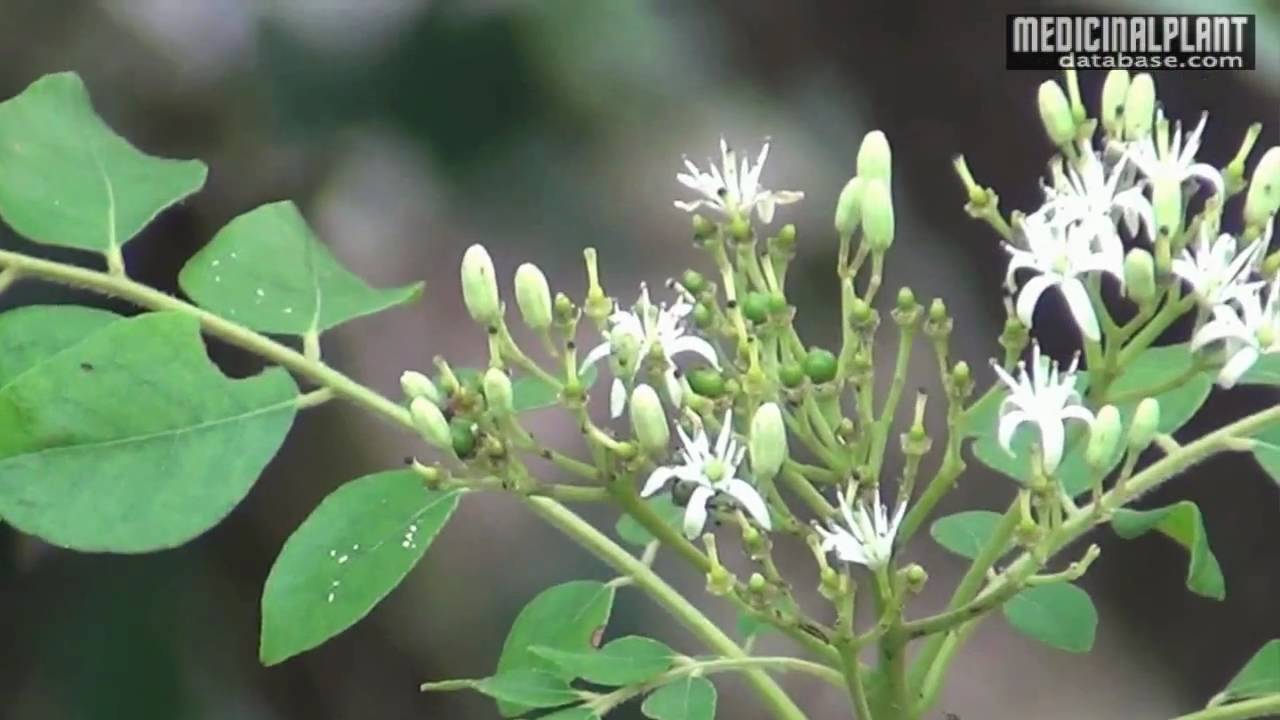 Murraya koenigii - YouTube