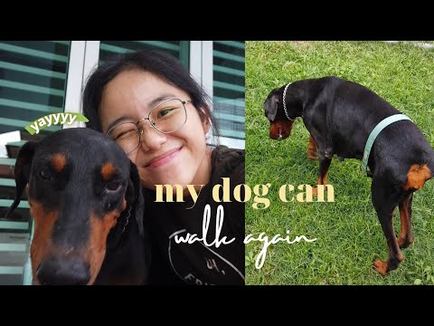 What happened to my dog (Femoral Head Ostectomy FHO) | EP 11