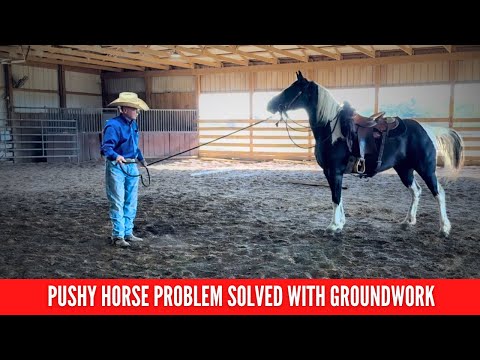 D/C Pushy Horse Groundwork Solution