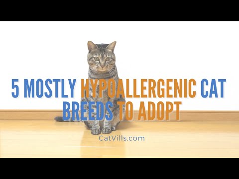 5 Mostly Hypoallergenic Cat  Breeds To Adopt