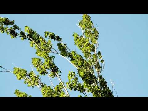 El jardín secreto - documental sobre la poeta Diana Bellessi (completo)