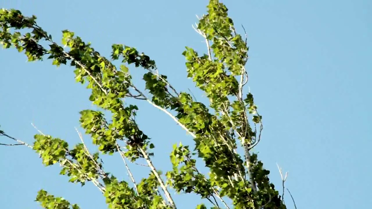 El jardín secreto - documental sobre la poeta Diana Bellessi (completo)