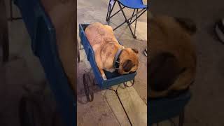 preview picture of video 'Fat Puggle in a wagon ride'