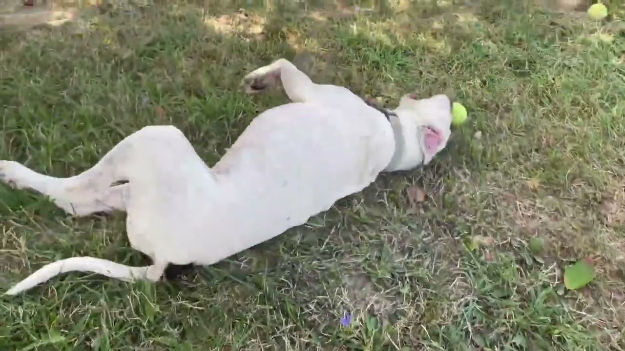 Maze, a Adoptable mixed breed video 4/6