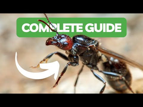 Guida Completa All'Ant Keeping