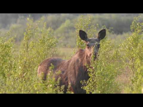 Store Mosse Nationalpark - Småland, Sweden