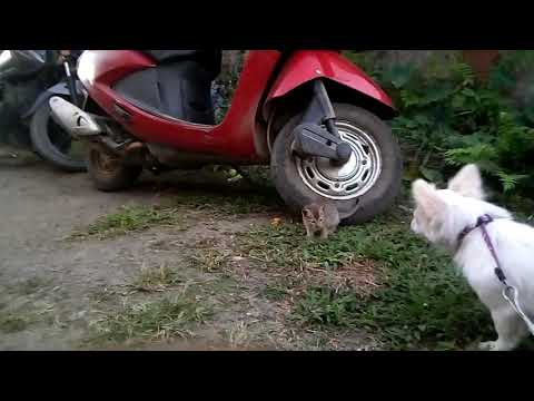 Pomeranian  dog barks on kitten by sagnik