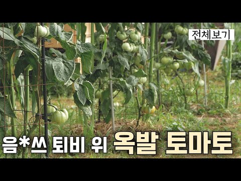 ｢Intercropping 4｣ Tomatoes and corn planted atop food waste
