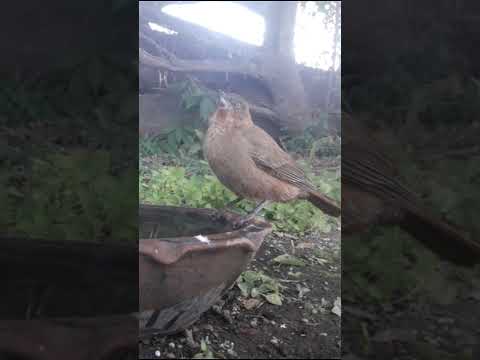 birdday 042 Cacholote castaño Hornero 1606 2025