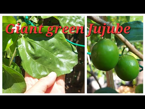 Taiwanese and Thai giant green jujube in Chandler AZ