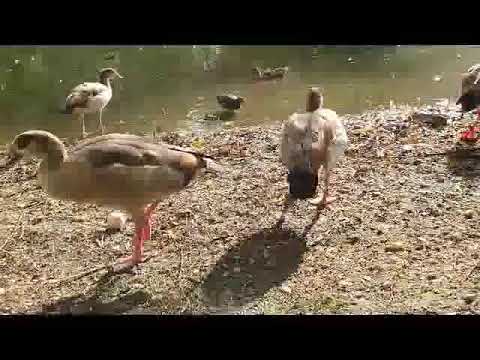Feeding Wild Geese & Egyptian Geese & Their Sounds, Close Up, UK.