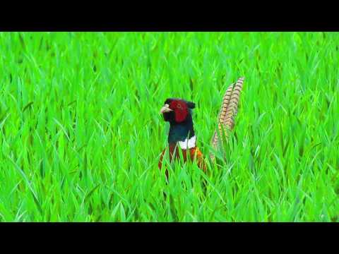 Samiec bażanta pod Opolem, maj 2013r.