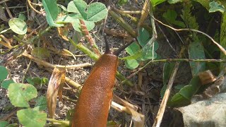The killer slug, Arion vulgaris, the orange spanish slug