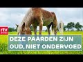 Veel klachten over zielige paarden: 'Ze zijn niet meer zo mollig' | RTV Drenthe
