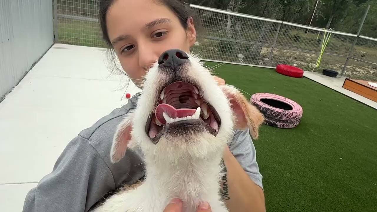 Bugs, a Adoptable mixed breed in Austin, TX video 6/6