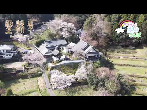 【空から桜】奈良県桜井市聖林寺を空中から淡いピンクの桜をお楽しみください。