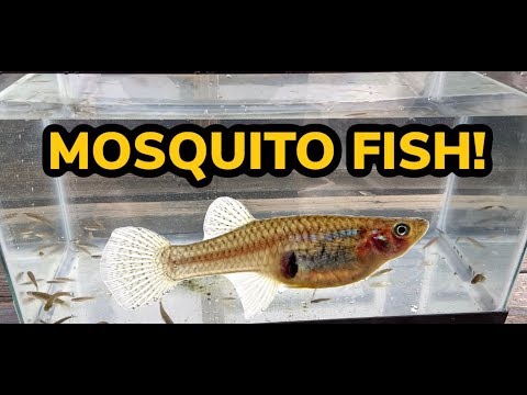 IT ALL STARTED WITH 10! (catching all the gambusia from the pond!) #mosquitofish