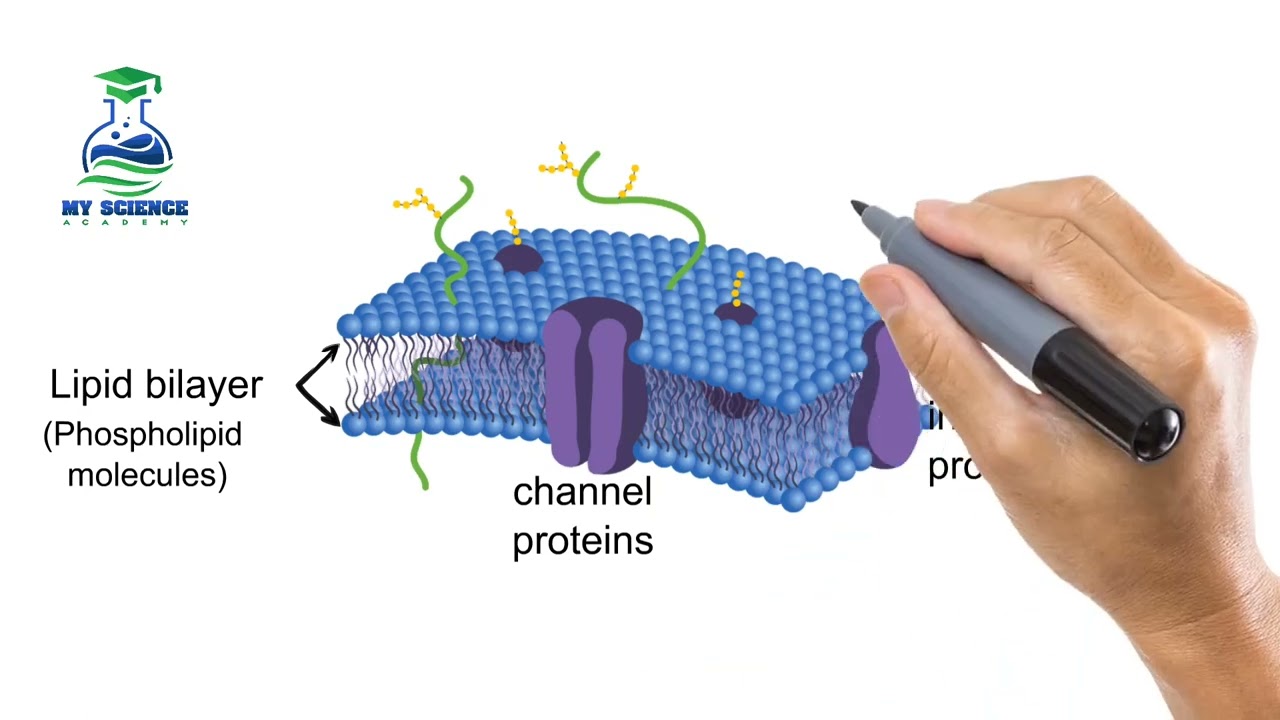 how to draw and label cell membrane?cell membrane draw and label|structure of cell membrane
