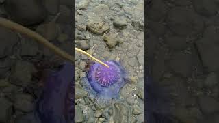 Download lagu UBUR UBUR YANG CANTIK mp3