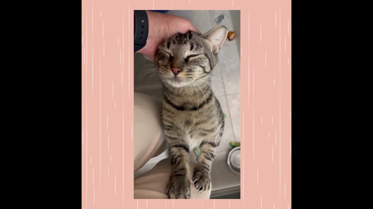 Holly, an adopted Domestic Short Hair in Stamford, CT video 5/5