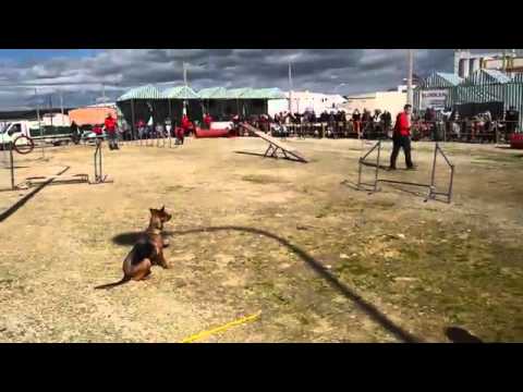 Agility/ Pista  de Velocidad/ Exhibición la rambla