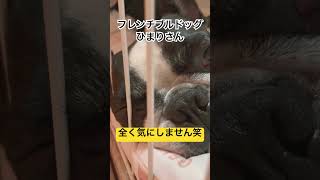 全く気にしないワンコが大好きだ笑　#shorts
