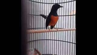 Download lagu Murai batu gaya barongsai... mp3