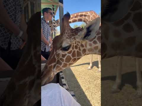 #jirafa #giraffe #liberia #guanacaste #Ponderosa